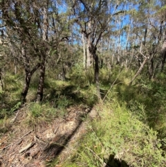 Acacia suaveolens at Budderoo National Park - 3 Mar 2024 10:51 AM
