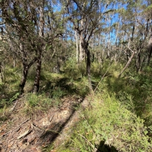 Acacia suaveolens at Budderoo National Park - 3 Mar 2024 10:51 AM