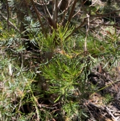 Banksia spinulosa var. spinulosa (Hairpin Banksia) at Robertson - 2 Mar 2024 by Tapirlord