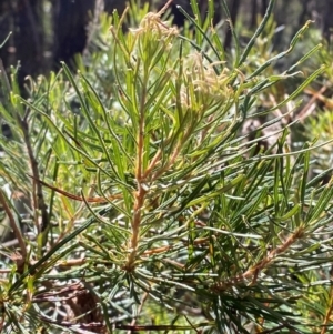 Banksia spinulosa var. spinulosa at Robertson - 3 Mar 2024 10:49 AM