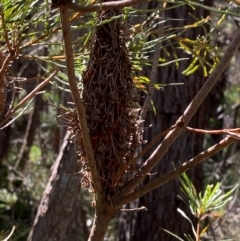 Banksia spinulosa var. spinulosa at Robertson - 3 Mar 2024