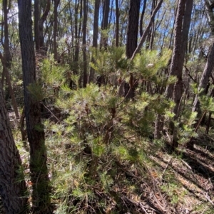 Banksia spinulosa var. spinulosa at Robertson - 3 Mar 2024