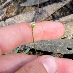 Lagenophora gracilis at Budderoo National Park - 3 Mar 2024