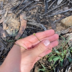 Lagenophora gracilis at Budderoo National Park - 3 Mar 2024