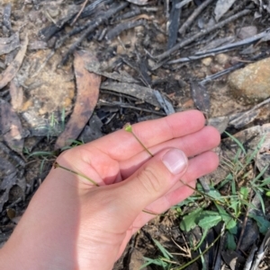 Lagenophora gracilis at Budderoo National Park - 3 Mar 2024