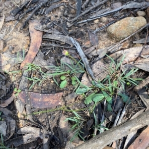 Lagenophora gracilis at Budderoo National Park - 3 Mar 2024