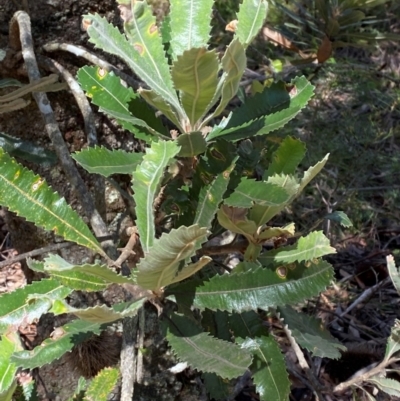 Banksia serrata (Saw Banksia) at Wingecarribee Local Government Area - 2 Mar 2024 by Tapirlord