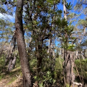 Banksia serrata at Robertson - 3 Mar 2024