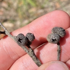 Eucalyptus ligustrina at Robertson - 2 Mar 2024 by Tapirlord