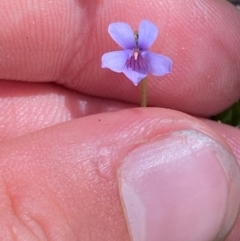 Viola silicestris at Wingecarribee Local Government Area - 2 Mar 2024 by Tapirlord