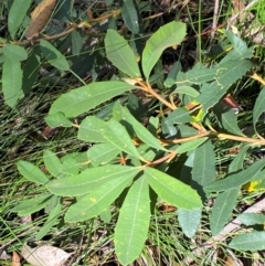 Banksia paludosa subsp. paludosa (Swamp Banksia) at Robertson, NSW - 2 Mar 2024 by Tapirlord