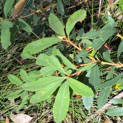 Banksia paludosa subsp. paludosa (Swamp Banksia) at Robertson, NSW - 2 Mar 2024 by Tapirlord