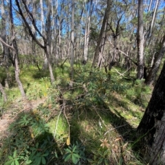 Banksia paludosa subsp. paludosa at Budderoo National Park - 3 Mar 2024
