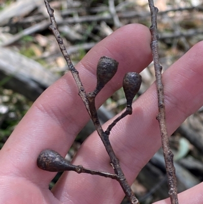 Eucalyptus sieberi (Silvertop Ash) at Robertson - 3 Mar 2024 by Tapirlord