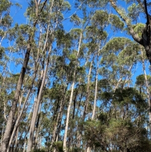 Eucalyptus sieberi at Robertson - 3 Mar 2024