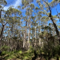 Eucalyptus sieberi at Robertson - 3 Mar 2024 10:46 AM