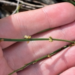 Amperea xiphoclada var. xiphoclada (Broom Spurge) at Wingecarribee Local Government Area - 2 Mar 2024 by Tapirlord