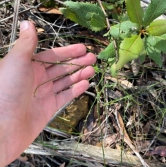 Amperea xiphoclada var. xiphoclada at Robertson - 3 Mar 2024