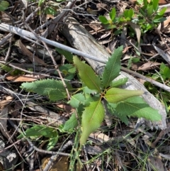 Lomatia ilicifolia (Holly Lomatia) at Wingecarribee Local Government Area - 2 Mar 2024 by Tapirlord
