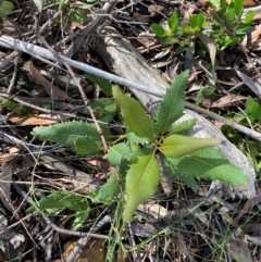 Lomatia ilicifolia (Holly Lomatia) at Robertson, NSW - 2 Mar 2024 by Tapirlord