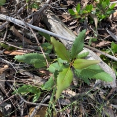 Lomatia ilicifolia at Robertson - 3 Mar 2024