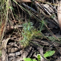 Lomandra obliqua (Twisted Matrush) at Robertson, NSW - 2 Mar 2024 by Tapirlord