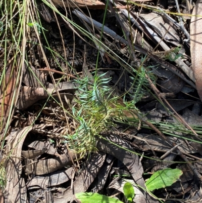 Lomandra obliqua (Twisted Matrush) at Robertson, NSW - 2 Mar 2024 by Tapirlord
