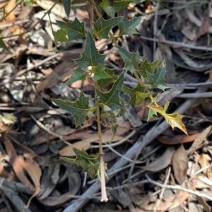 Podolobium ilicifolium at Robertson - 3 Mar 2024
