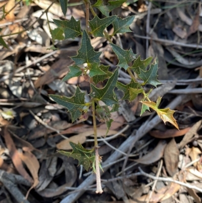 Podolobium ilicifolium (prickly shaggy-pea) at Wingecarribee Local Government Area - 3 Mar 2024 by Tapirlord