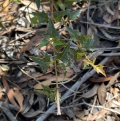 Podolobium ilicifolium (Prickly Shaggy-pea) at Robertson - 2 Mar 2024 by Tapirlord