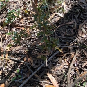 Podolobium ilicifolium at Robertson - 3 Mar 2024 10:44 AM