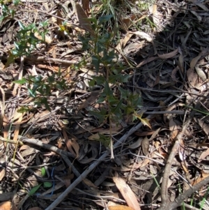 Podolobium ilicifolium at Robertson - 3 Mar 2024