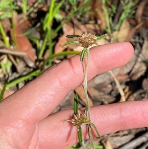 Euchiton involucratus at Robertson - 3 Mar 2024