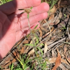 Euchiton involucratus at Robertson - 3 Mar 2024