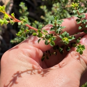 Leptospermum rotundifolium at Robertson - 3 Mar 2024