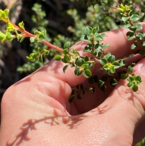 Leptospermum rotundifolium at Robertson - suppressed
