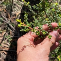 Leptospermum rotundifolium at Robertson - suppressed
