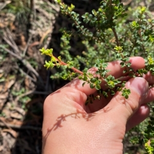 Leptospermum rotundifolium at Robertson - 3 Mar 2024