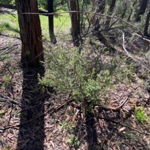 Leptospermum rotundifolium at Robertson - 3 Mar 2024