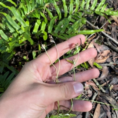 Euchiton japonicus (Creeping Cudweed) at Wingecarribee Local Government Area - 2 Mar 2024 by Tapirlord