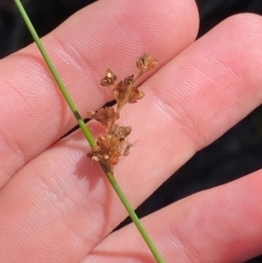 Juncus gregiflorus (Leafless Rush) at Robertson, NSW - 2 Mar 2024 by Tapirlord