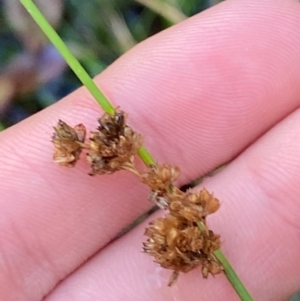 Juncus gregiflorus at Morton National Park - 3 Mar 2024 10:22 AM