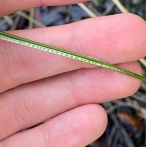 Juncus gregiflorus at Morton National Park - 3 Mar 2024 10:22 AM