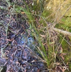 Juncus gregiflorus at Morton National Park - 3 Mar 2024 10:22 AM