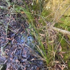 Juncus gregiflorus at Morton National Park - 3 Mar 2024