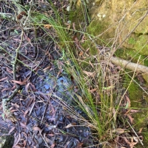 Juncus gregiflorus at Morton National Park - 3 Mar 2024 10:22 AM