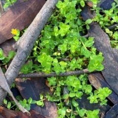 Hypericum japonicum (Creeping St John's Wort) at Robertson, NSW - 2 Mar 2024 by Tapirlord