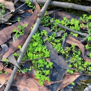 Hypericum japonicum at Morton National Park - 3 Mar 2024 10:21 AM