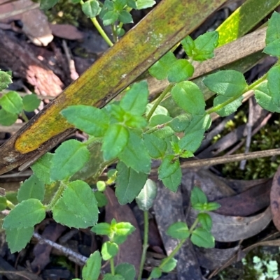 Gonocarpus teucrioides (Germander Raspwort) at Robertson, NSW - 2 Mar 2024 by Tapirlord