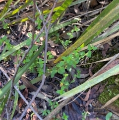 Gonocarpus teucrioides at Morton National Park - 3 Mar 2024 10:20 AM